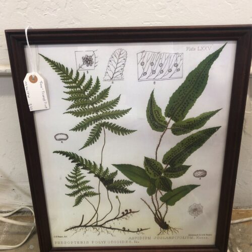 "Fern" Framed Prints