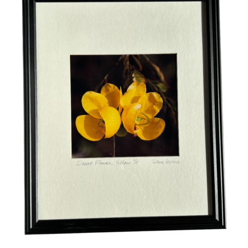 Desert Flower, Yellow - Limited Edition Photo in Black Frame